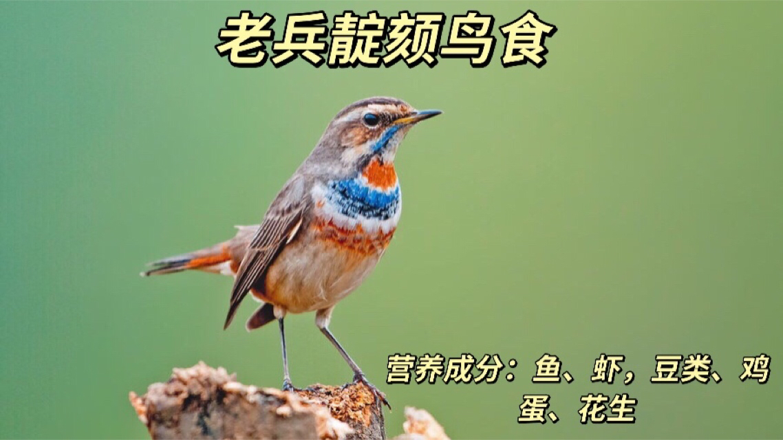 老兵靛颏鸟食一斤