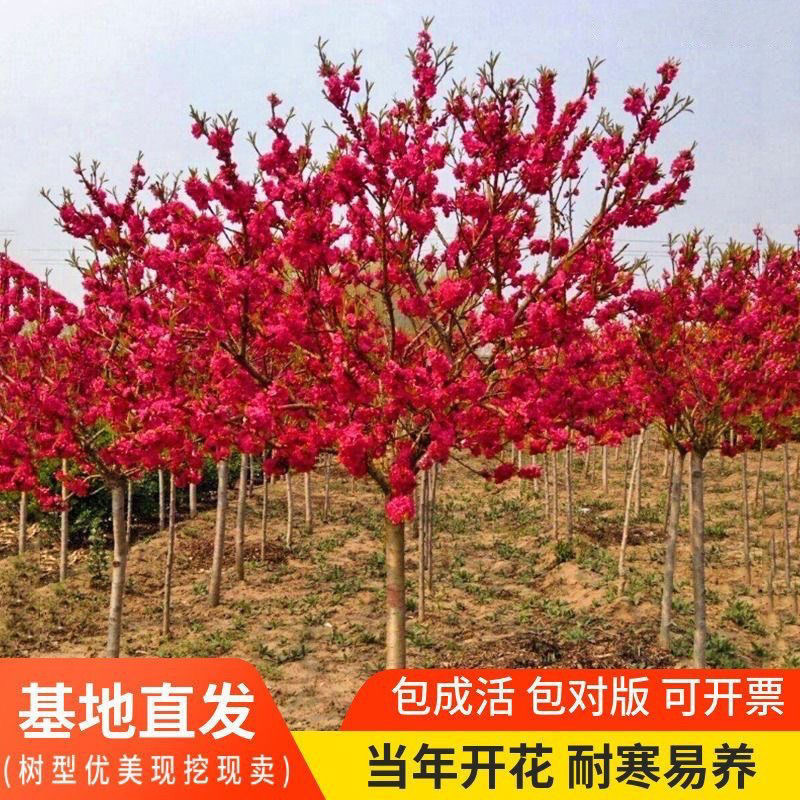 正宗原生红梅冬季耐寒庭院别墅梅花地载盆栽花期时带花苞