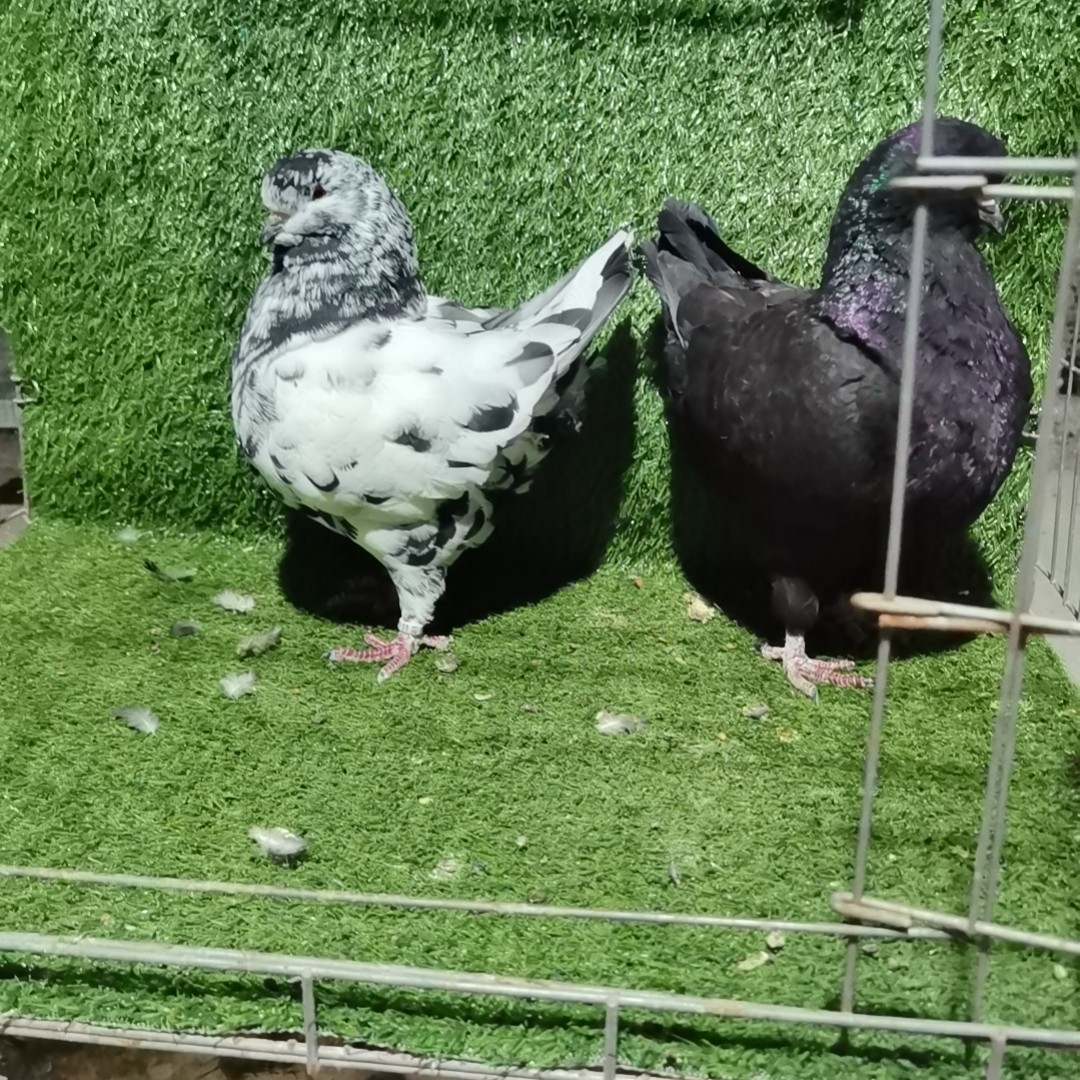 精品元宝圆环育种可食用