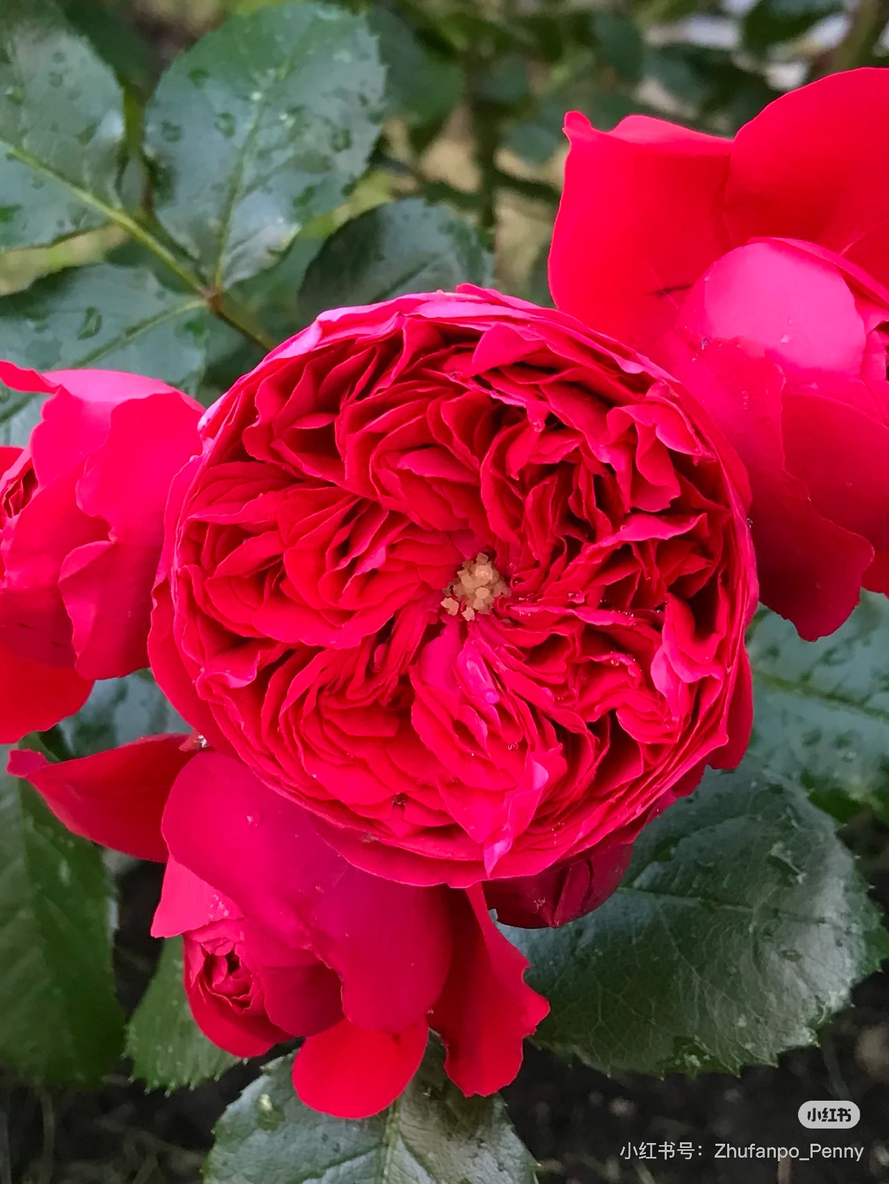 佛罗伦蒂娜，爬藤月季皮实好养，花大开花大王，四季开花。