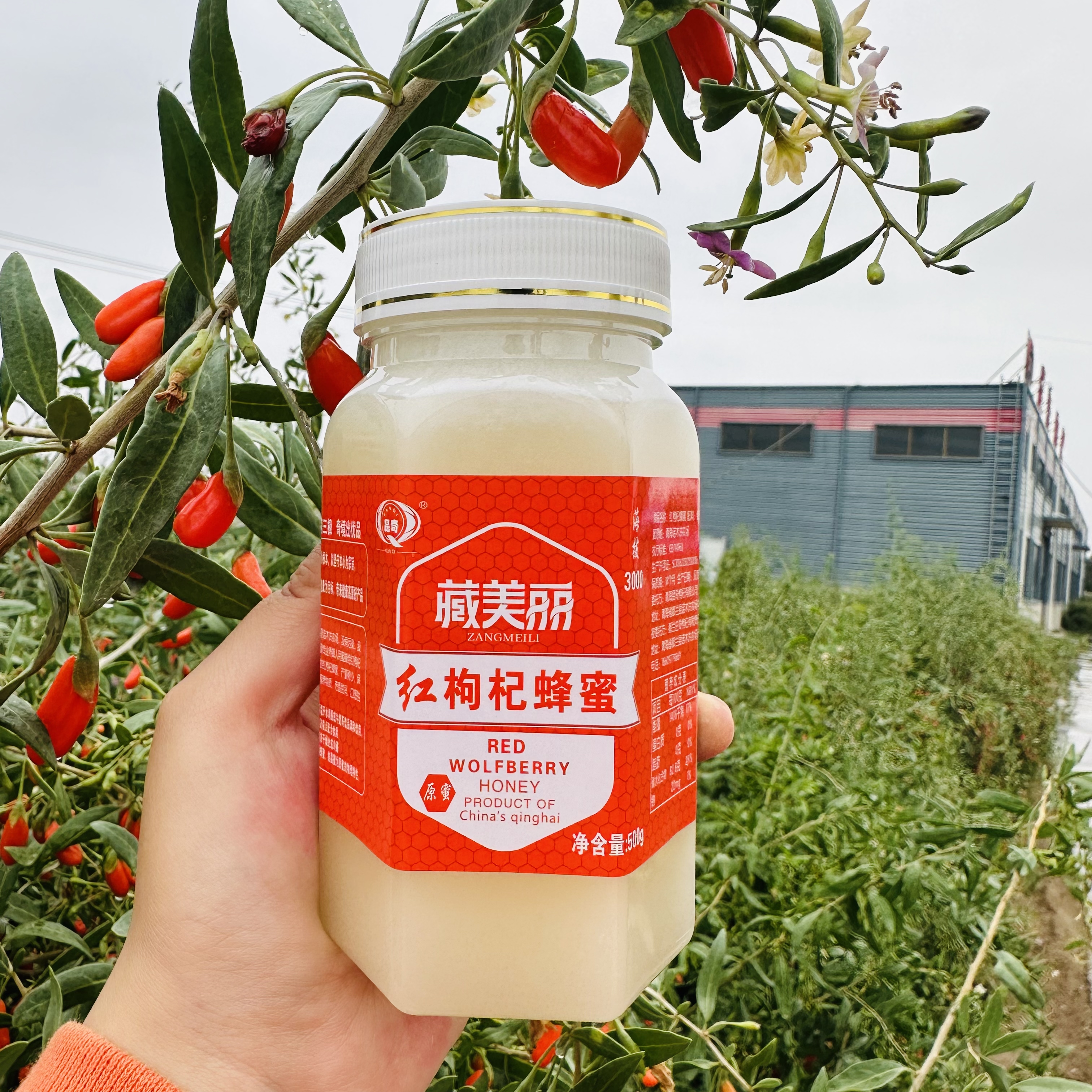 【25年8月新蜜】昆奇红枸杞蜂蜜-500克/瓶-纯正成熟花蜜-大颖子
