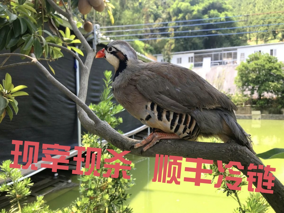   【拍2送2只】 4只现宰现杀呱呱鸡 咕咕鸡 顺丰冷链包邮