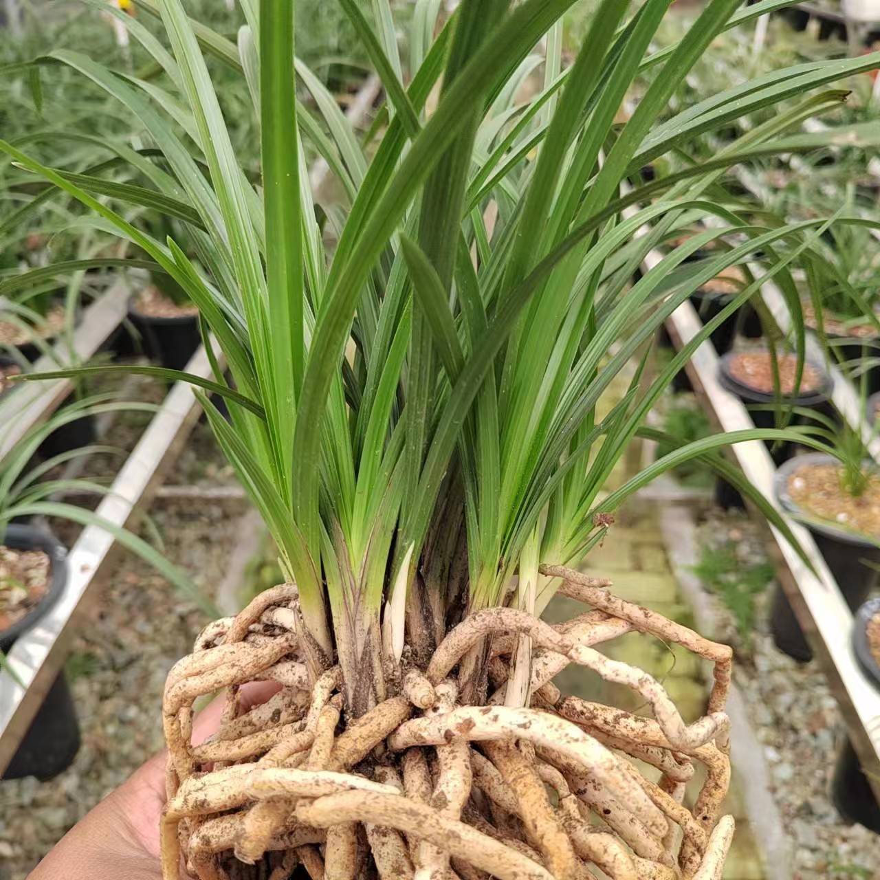 蕙兰熟草10苗以上种植基地裸根直发。点开主页进入店铺，欢迎下单。