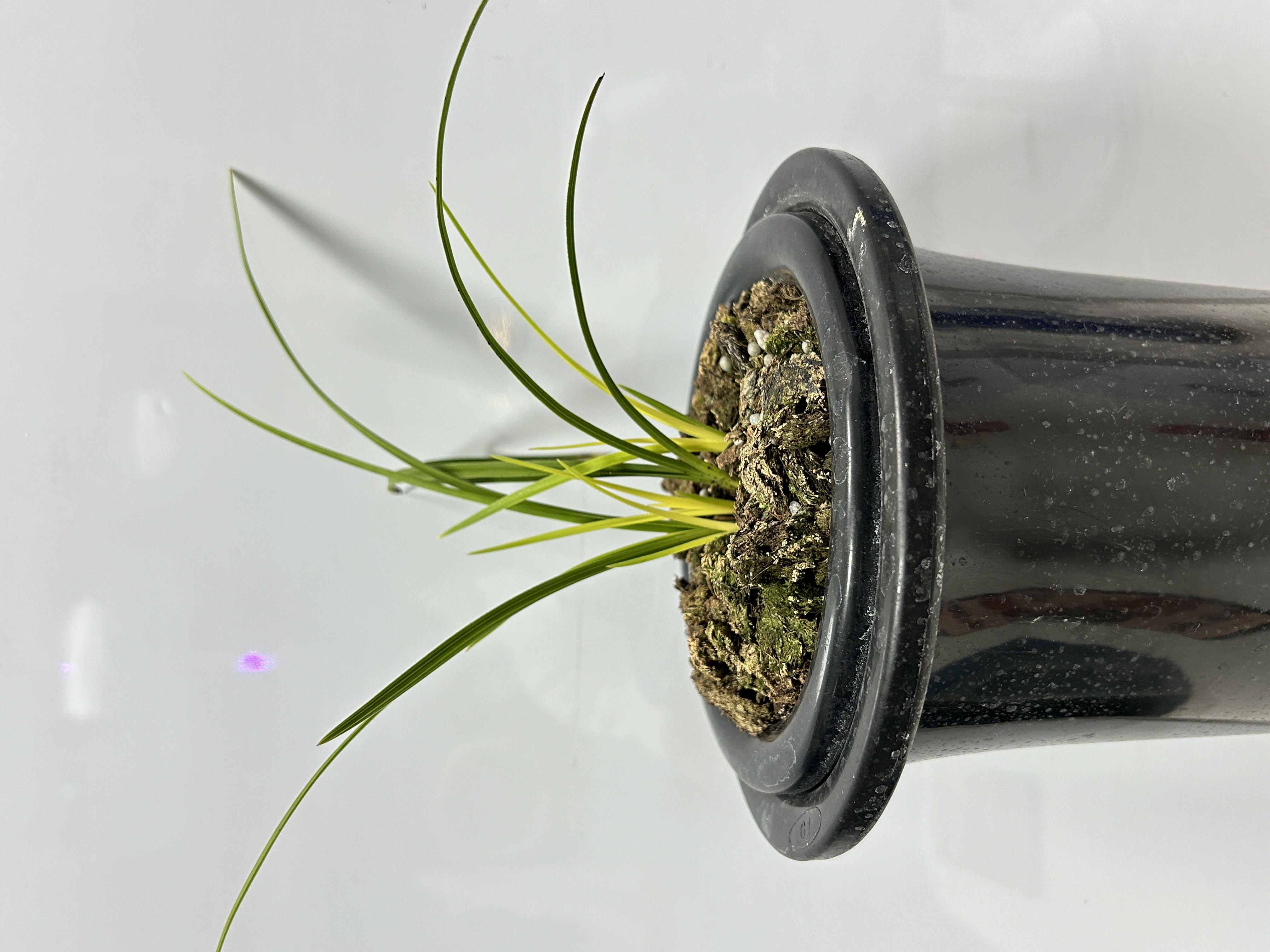 启晨兰苑春蕙兰精品艺草