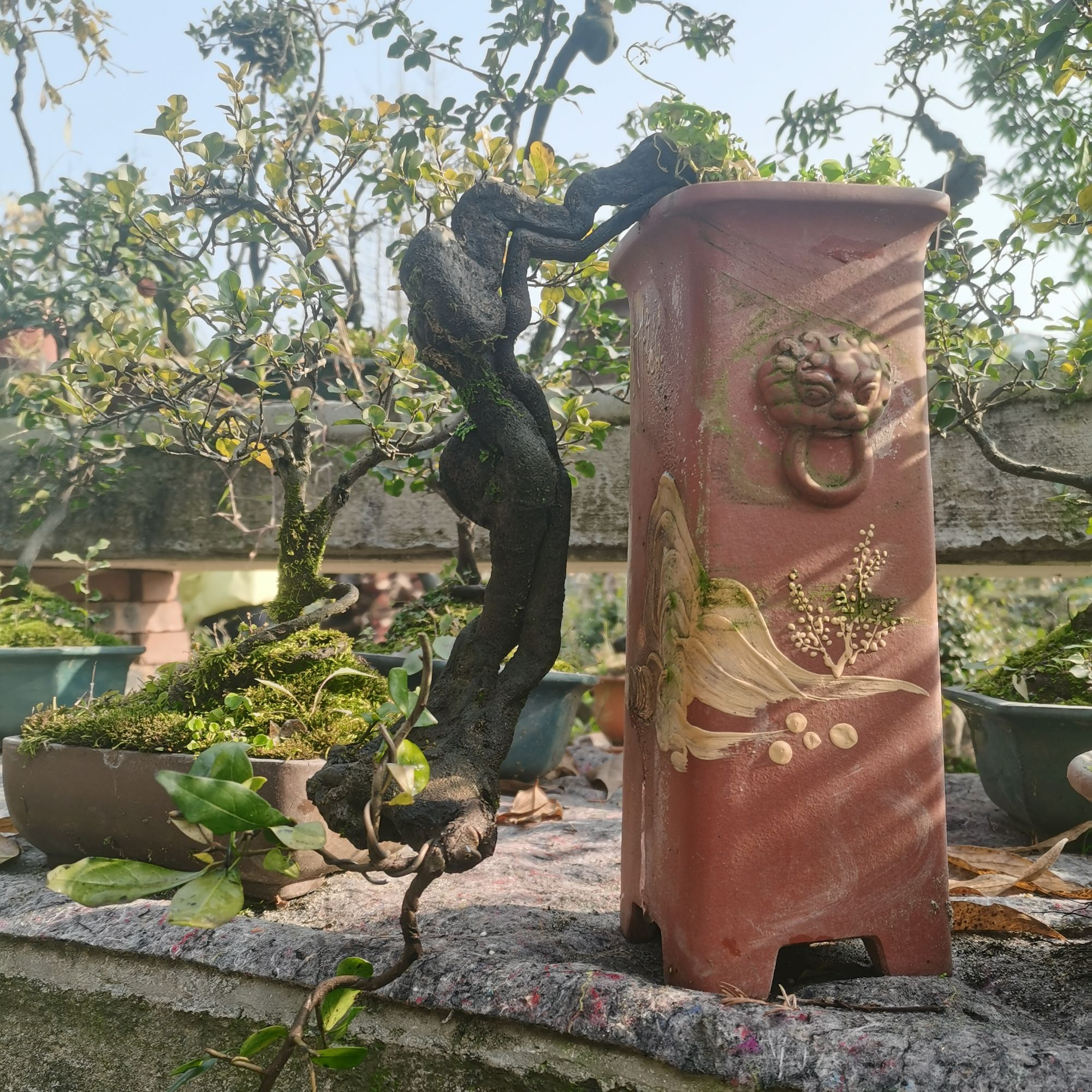 【直播间一物一拍】金弹子人工桩根艺盆景绿植适合客厅庭院中国红