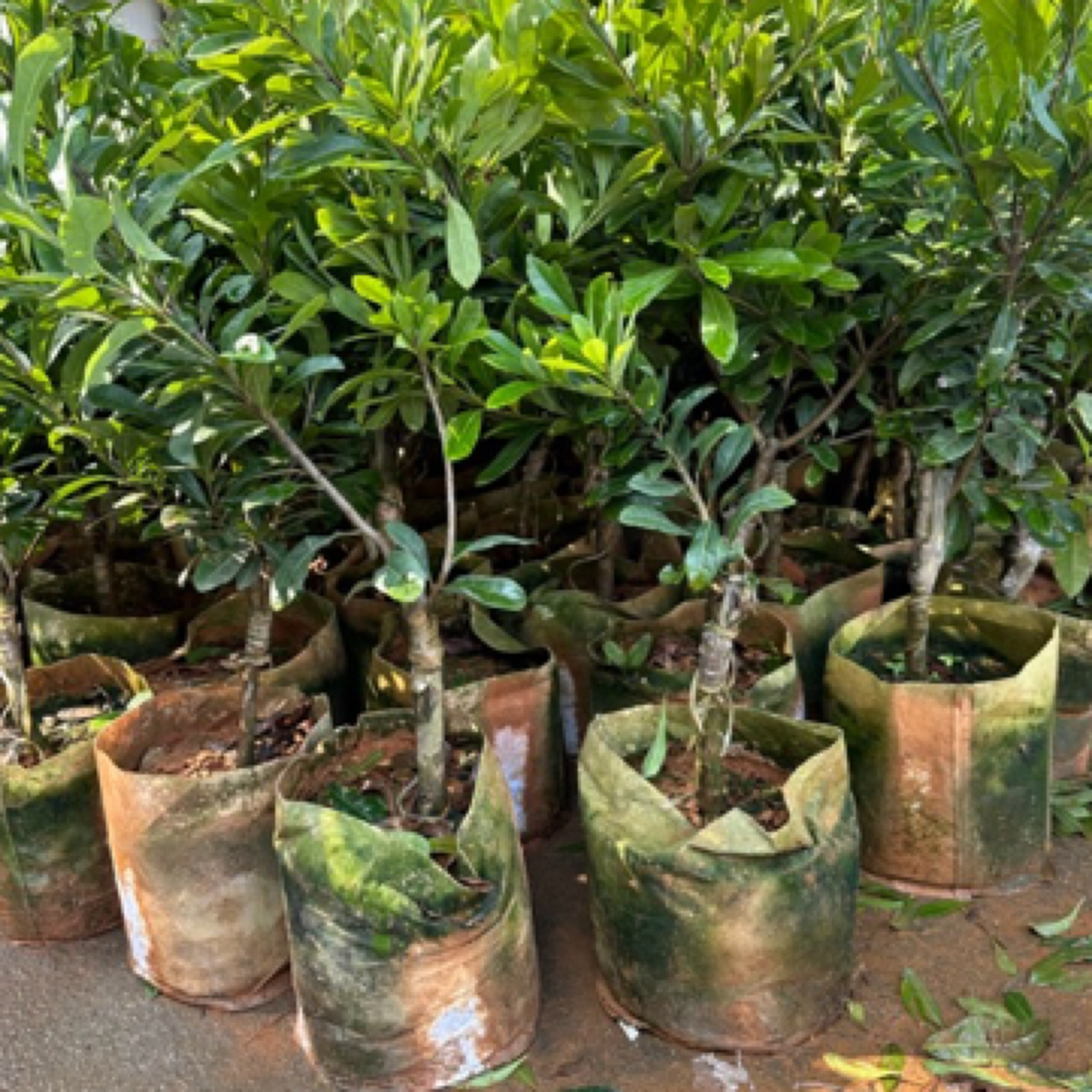 1-4年杨梅绿植盆栽已嫁接