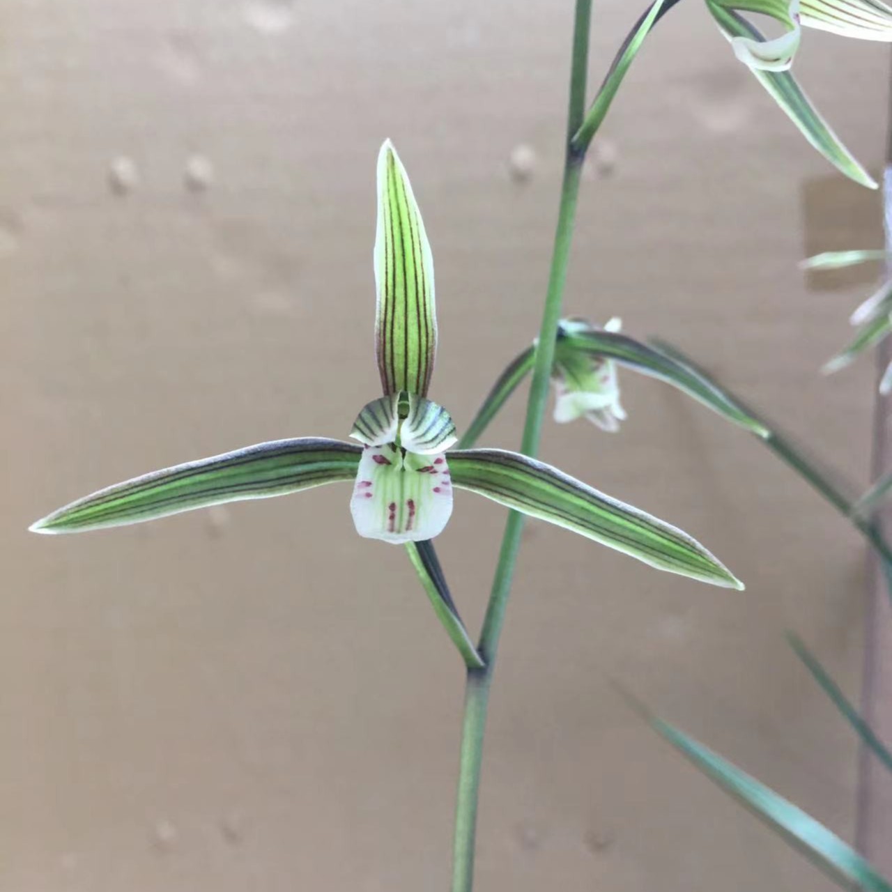 福建细叶寒兰冬季花2苗连体裸根美观植物花色各不相同驱蚊种植花
