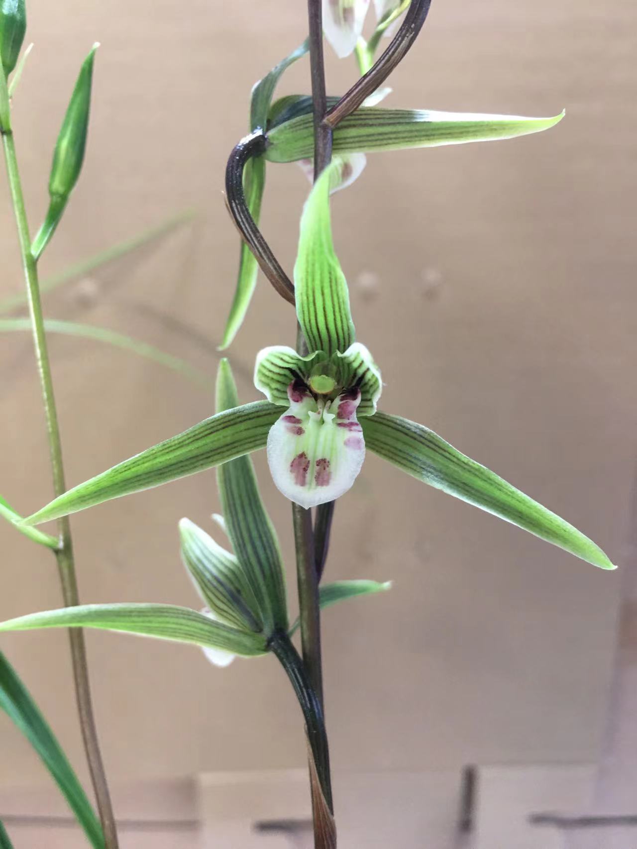 福建细叶寒兰二棵裸根发货多花色美观植物品种冬季花观赏植物兰花