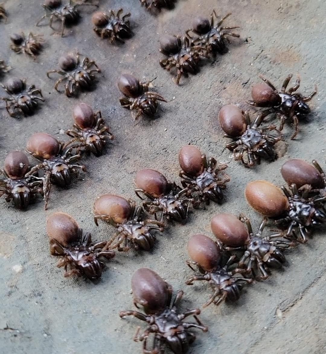 腾冲特色  口袋虫 10只 10克左右