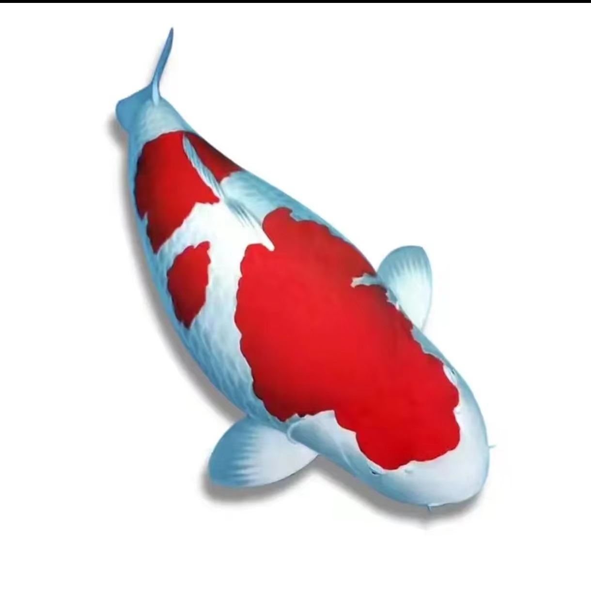 锦绣锦鲤偏远地区介子孔雀辉龙活体锦鲤观赏鱼观赏鱼2