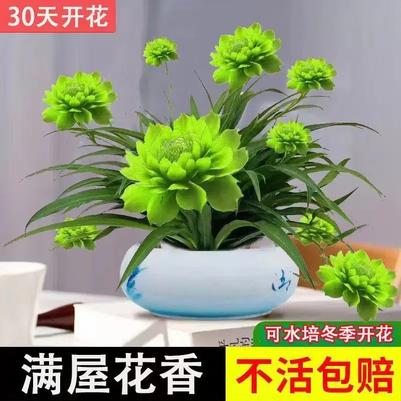 【超便宜】浓香型月光兰盆栽绿植花卉耐旱耐旱四季开花水土养花