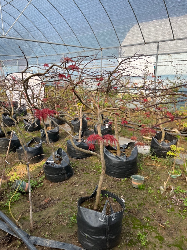 精品羽毛枫，庭院景观植物