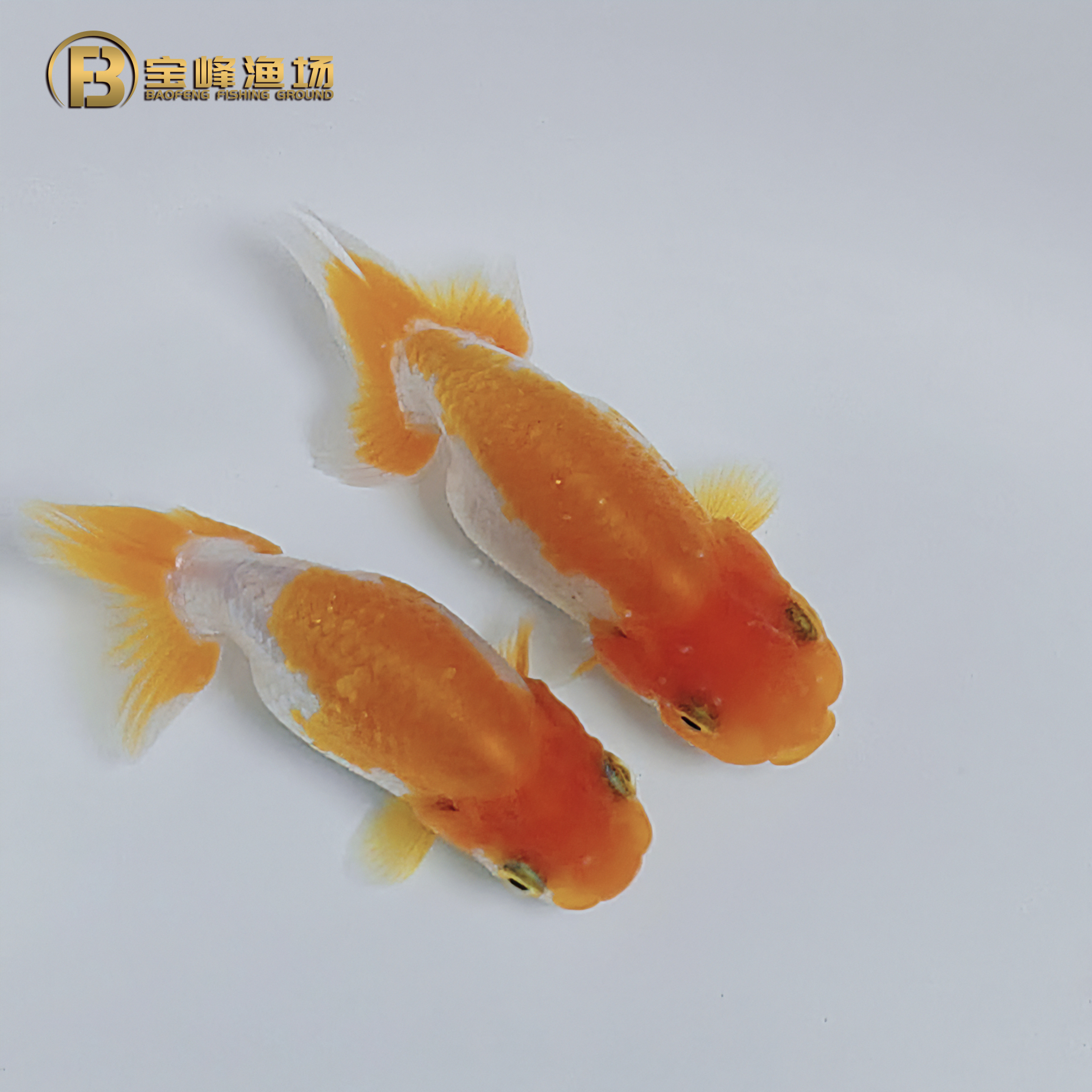 【精选宇野】日寿金鱼宇野系观赏鱼活体宝峰渔场南泽宇野养鱼