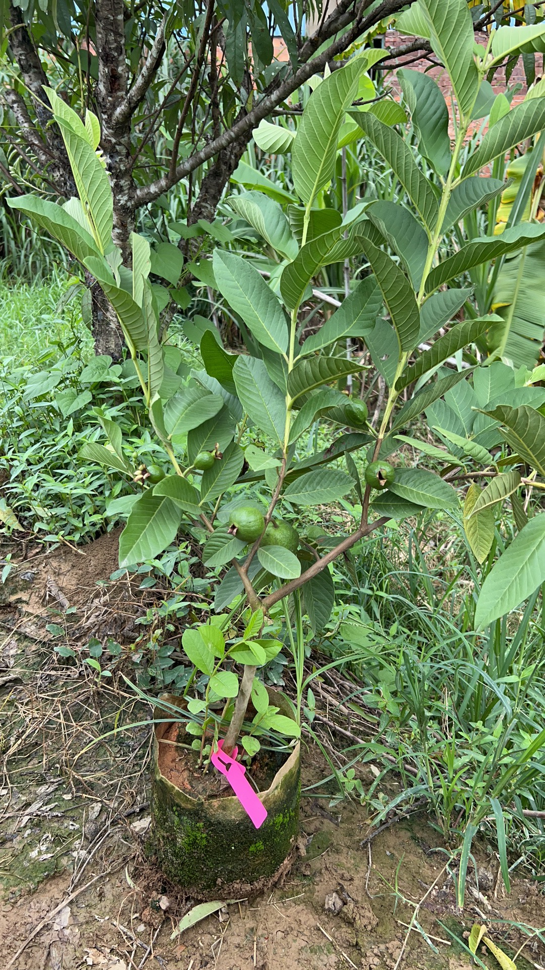 帝王和珍珠白心白肉的脆甜芭乐，四季开花