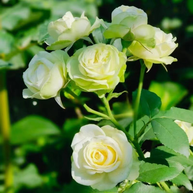 【苹果绿】盆栽月季 花苞发货  四季开花