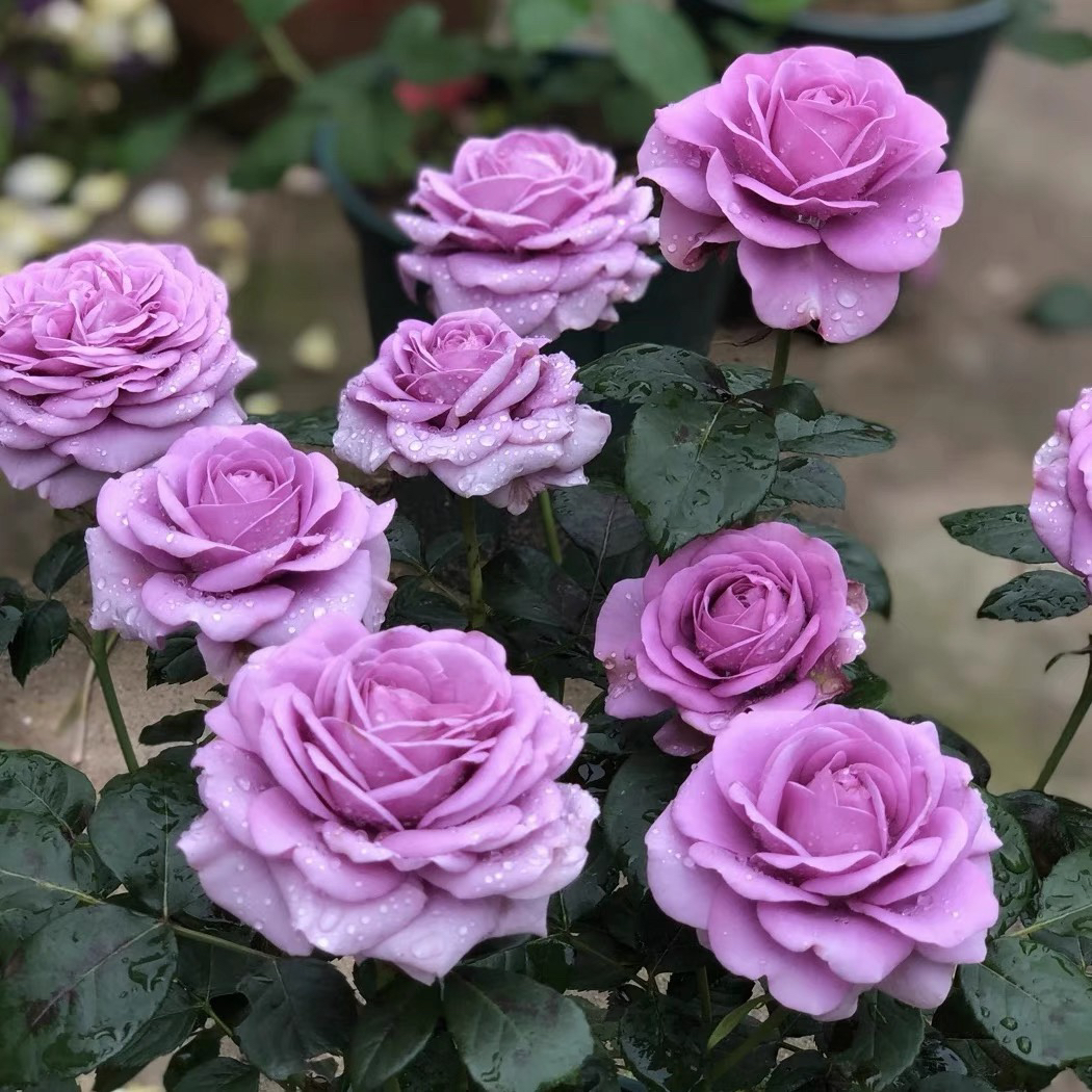 【水王星】多颗扦插月季花苗四季开放阳台庭院趣味修剪原盆原土