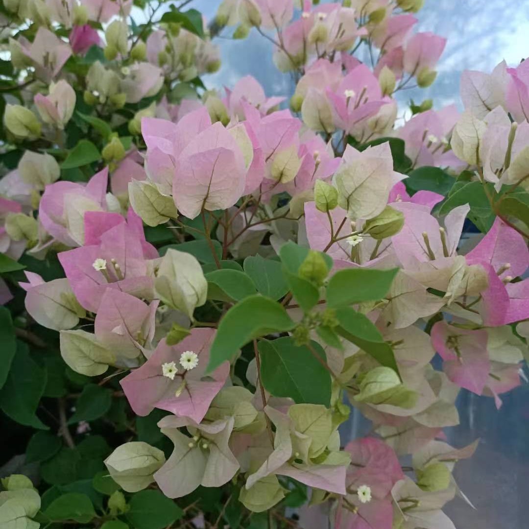 三角梅,高端盆景老桩