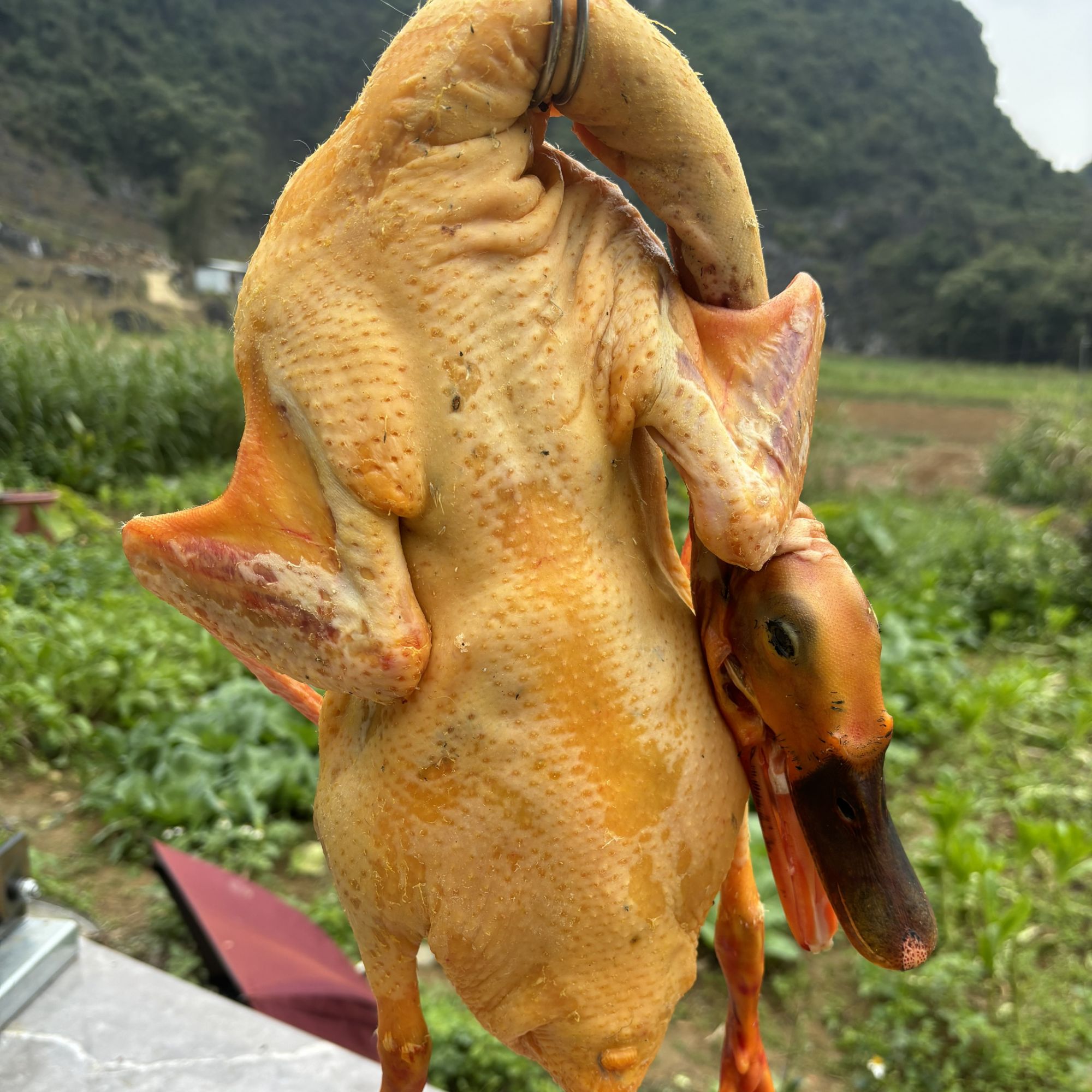 【直播间现场称重改】价马山农家放羊土鸭宰杀后发货