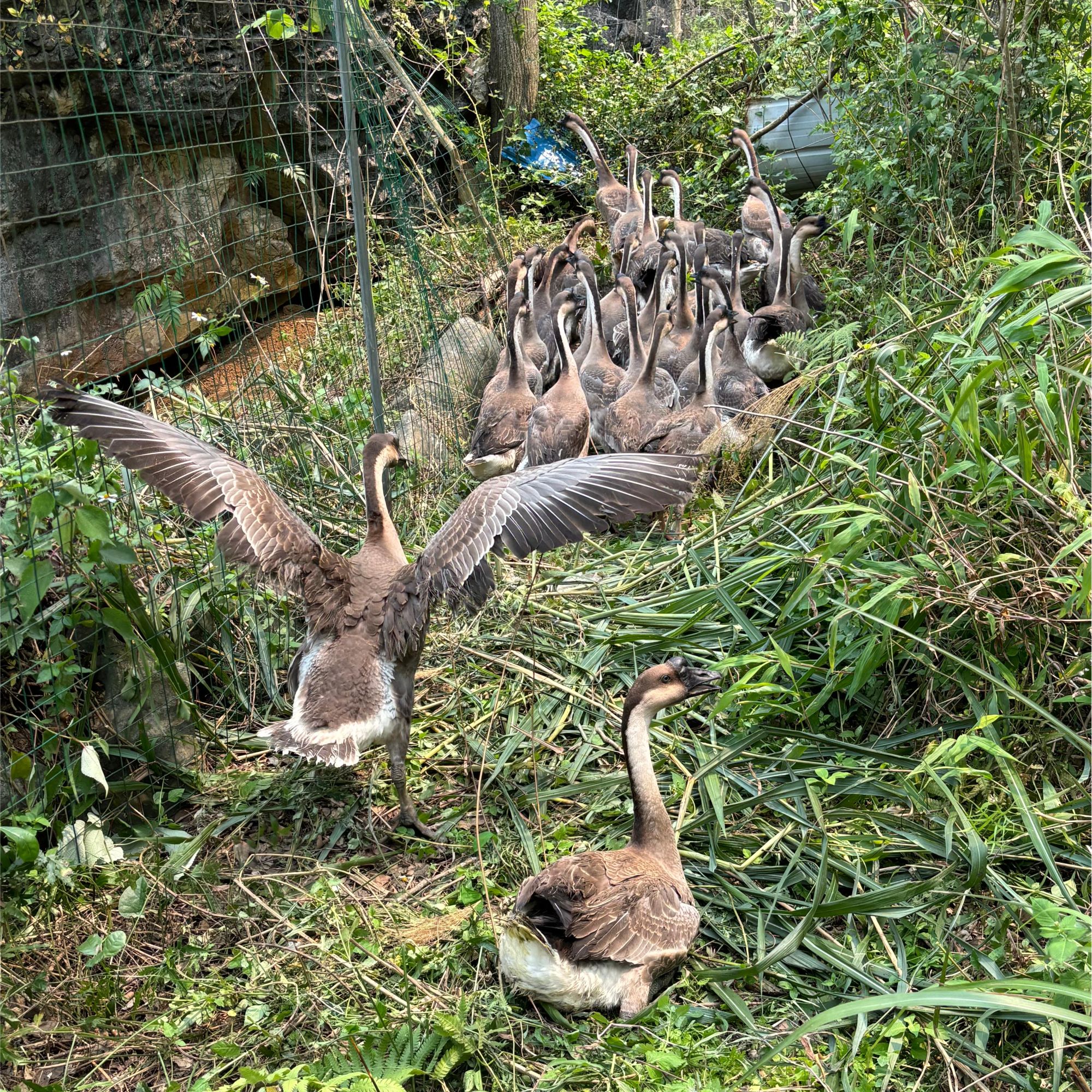 放养土鹅【直播间现场称重】