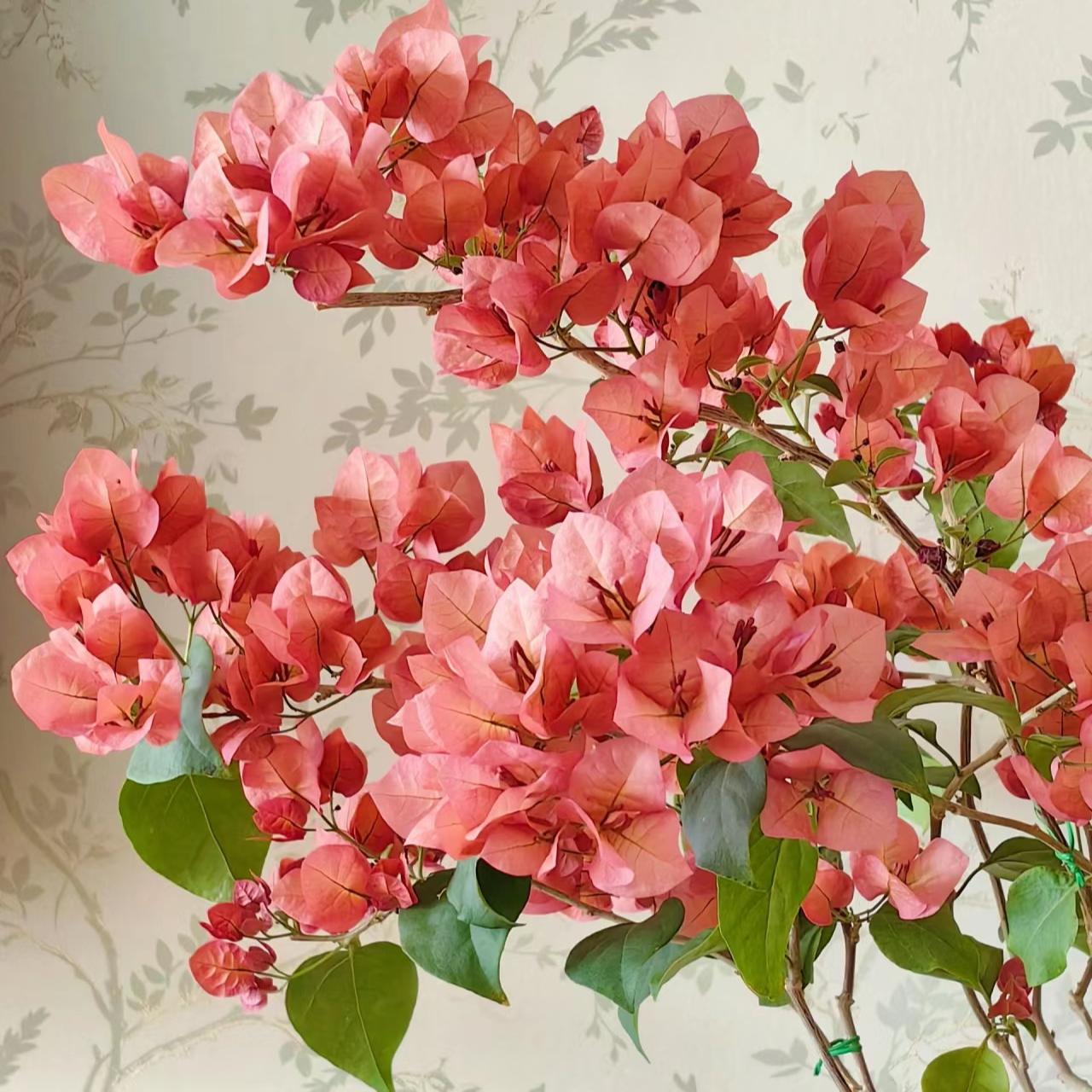 【不甜西瓜】三角梅四季开花勤花爬藤植物阳台庭院室内鲜活绿植观赏