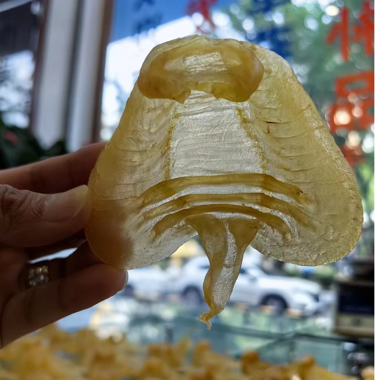 湛江赤嘴公胶鱼胶摆件