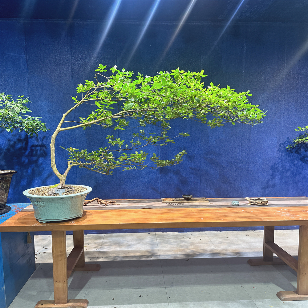 朝花月夕I精品大7字飘老桩意境盆景海岛栀子花