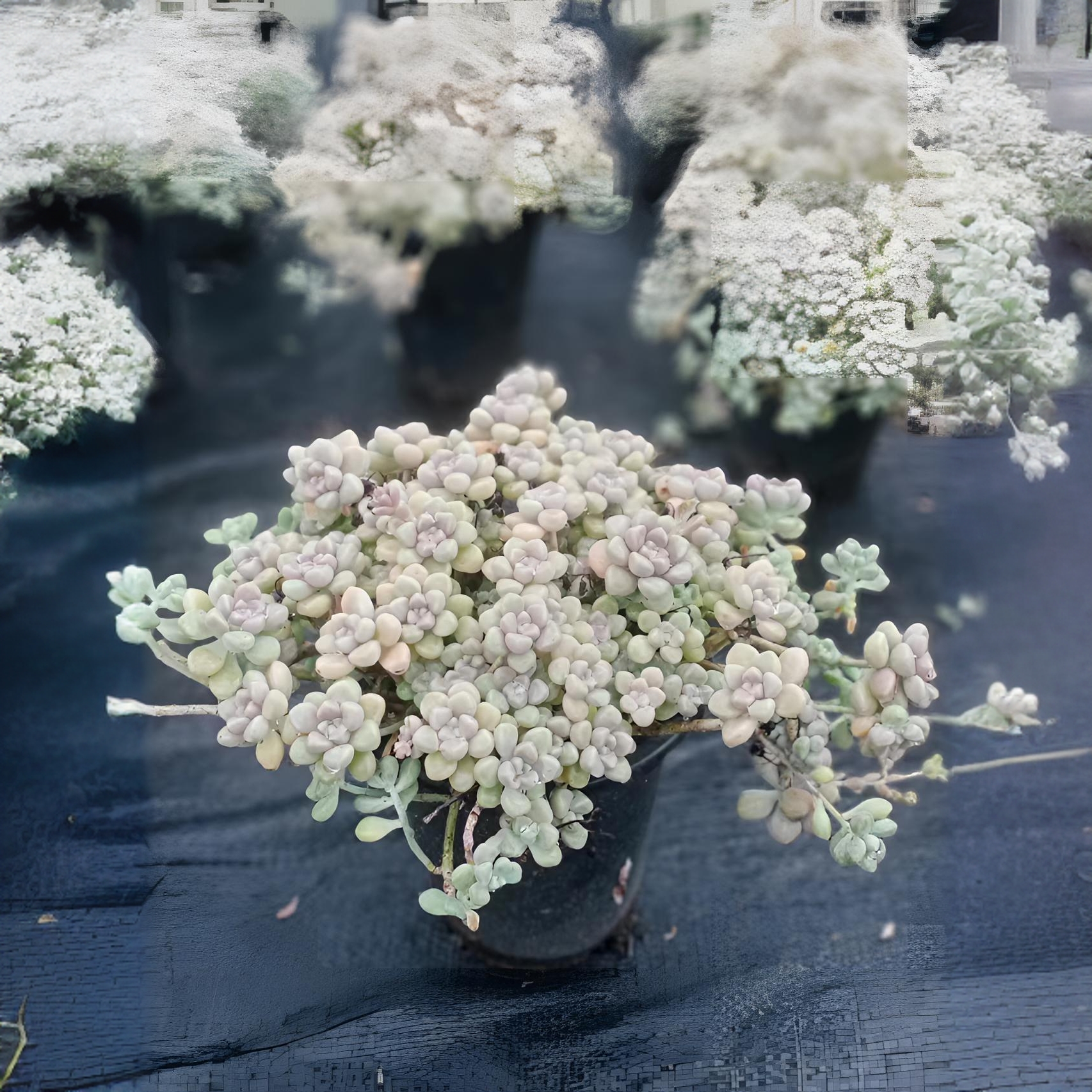 丸叶姬秋丽多肉（九点九包邮） 以直播间实物为双11               