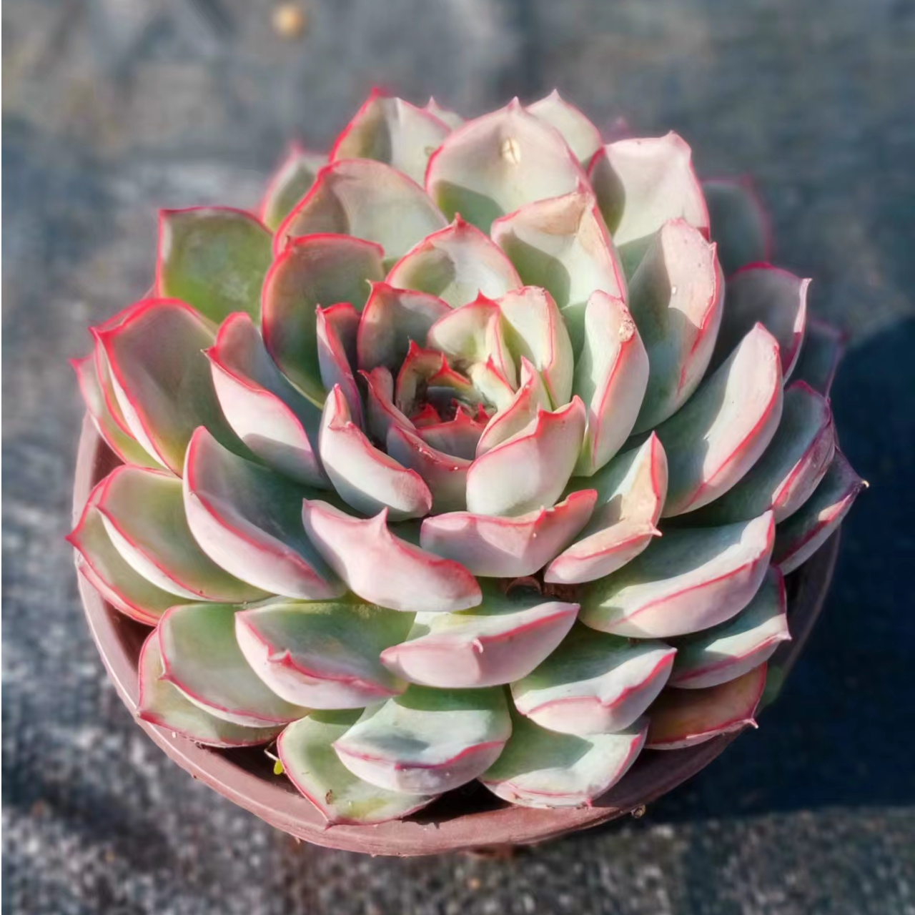 猎户座 多肉植物（九块九包邮） 以直播间实物为标准  新手好养   