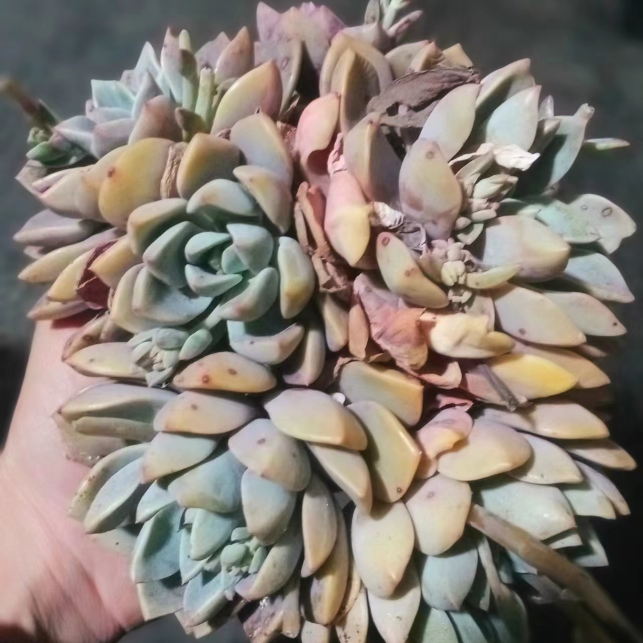 红粉佳人 九点九包邮  以直播间展示实物为标准                 