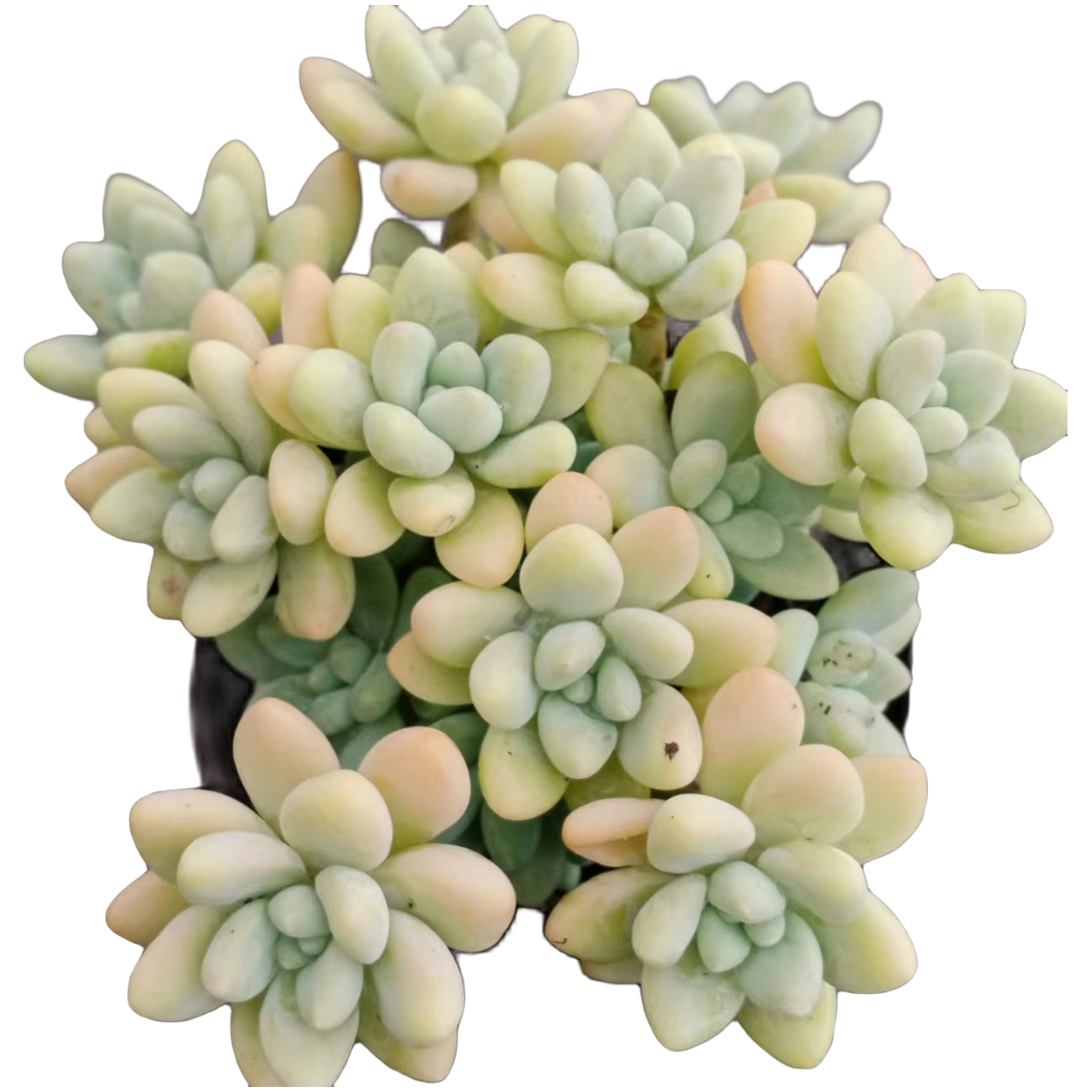 奶酪蛋糕多肉（九点九包邮）以直播间展示为标准