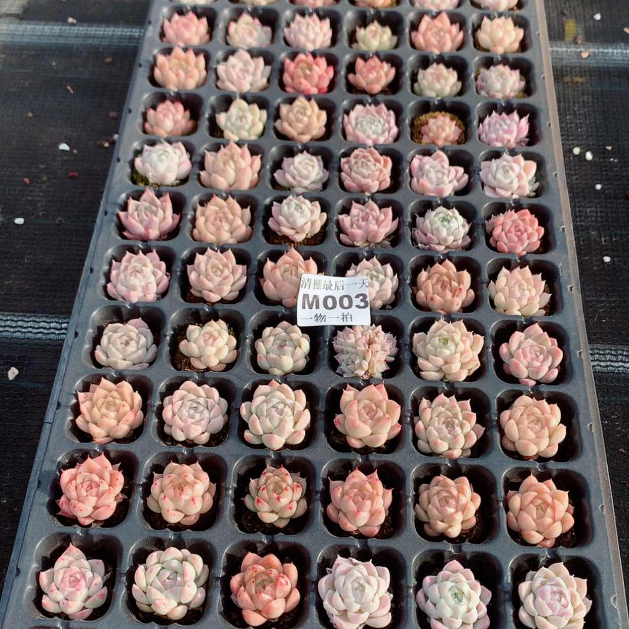 【闪购商品】——-003
