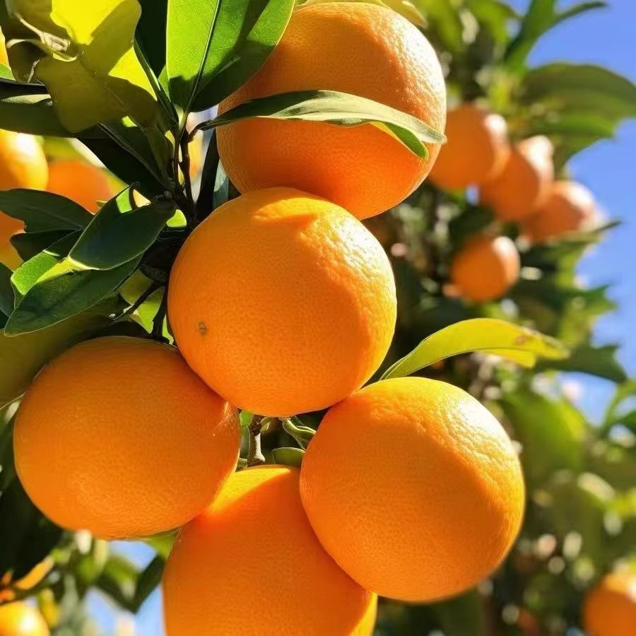 【冰冻地区专拍】正宗赣南脐橙江西赣州原产地直发新鲜应季水果橙子