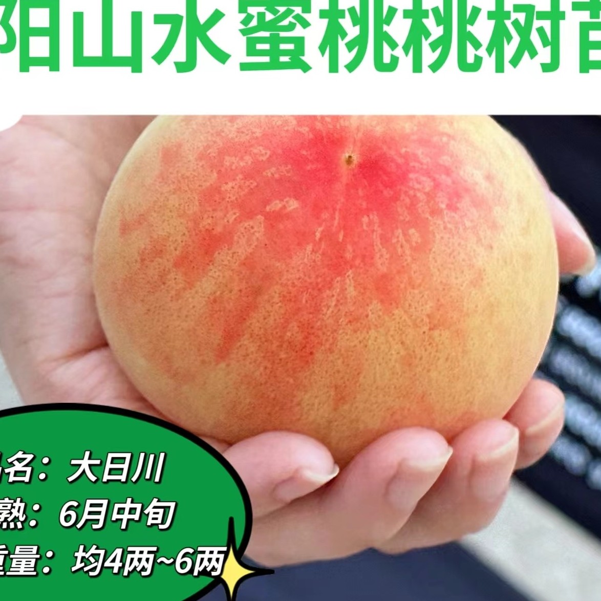 特惠套餐，每样一棵（日川，白凤，湖景蜜露，大红花）