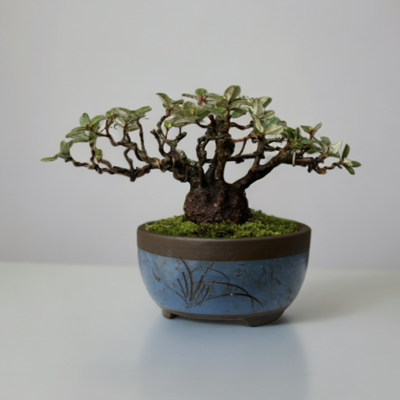 大山精选杜鹃绿植盆景盆栽狗脊骨树