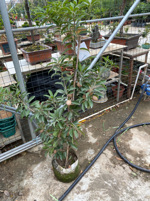 果树一物一拍的链接春季秋季花苞