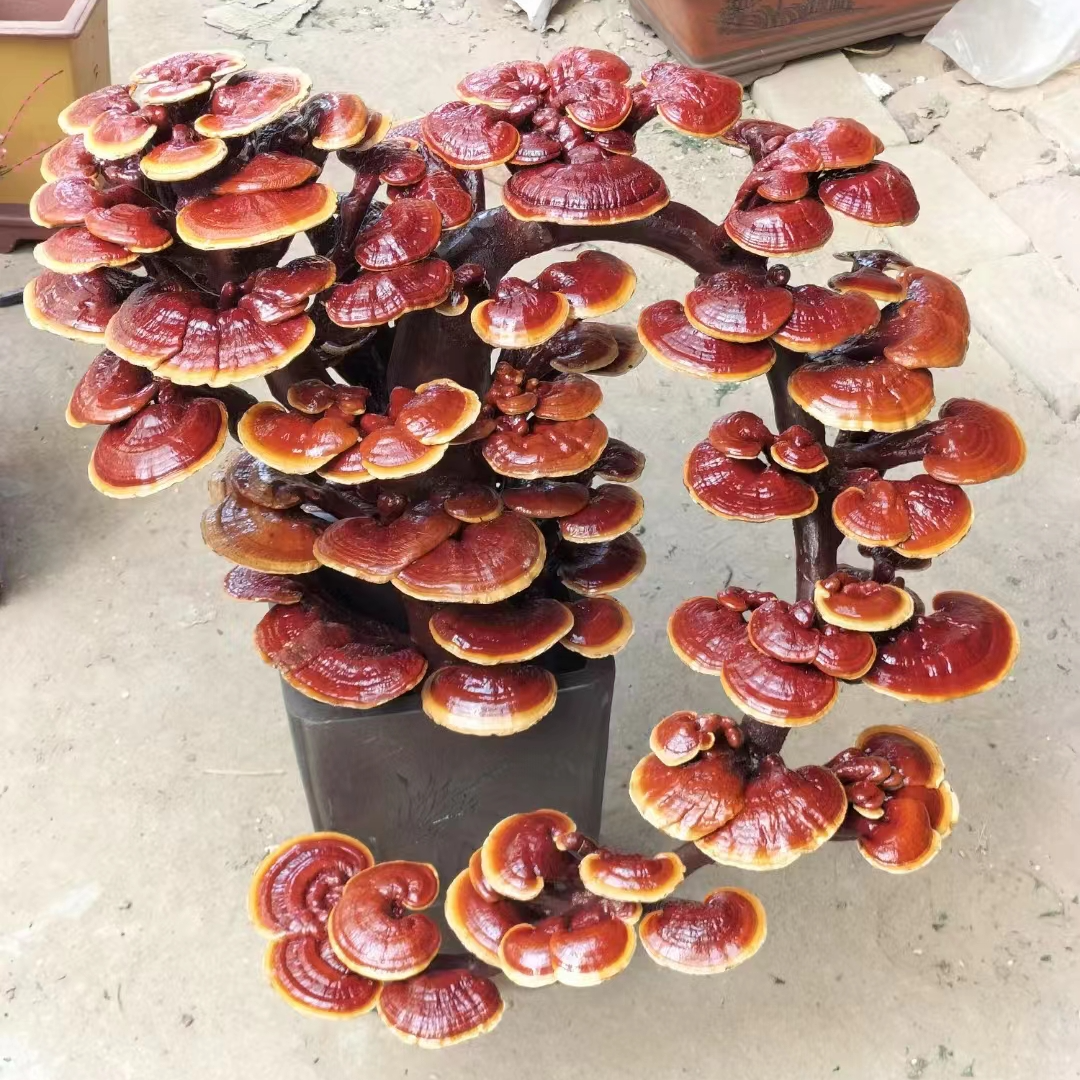 精品灵芝盆景真灵芝居家摆件公司开业乔迁新居送父母长辈