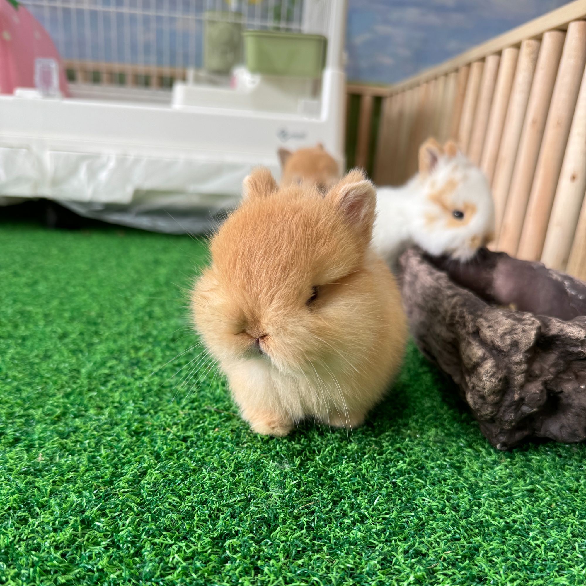 双血统宠物兔侏儒兔垂耳兔安哥拉终身指导喂养