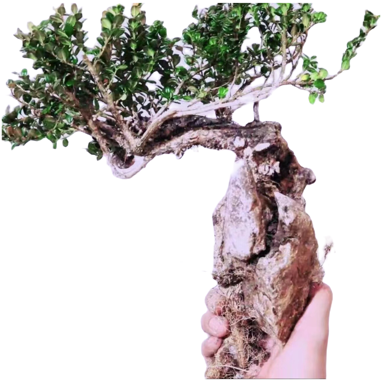 MIYE/米叶珍珠黄杨盆景素材 直播间一物一拍