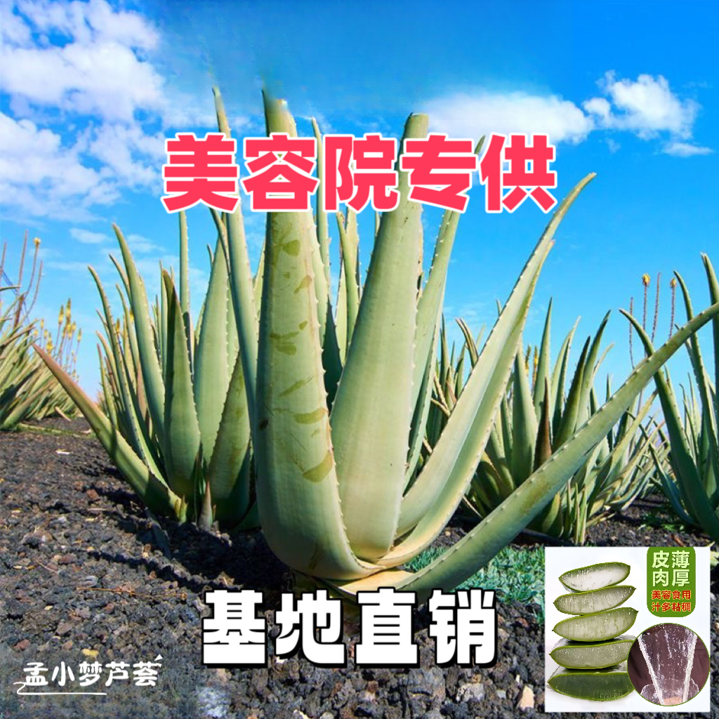 多肉库拉索芦荟整株美容院镇店可食用芦荟原生态露天种植叶片肥厚