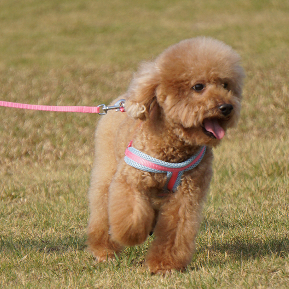 牵手宝贝10斤到20斤内猫狗通用网布胸背带加牵引带套装狗牵引绳