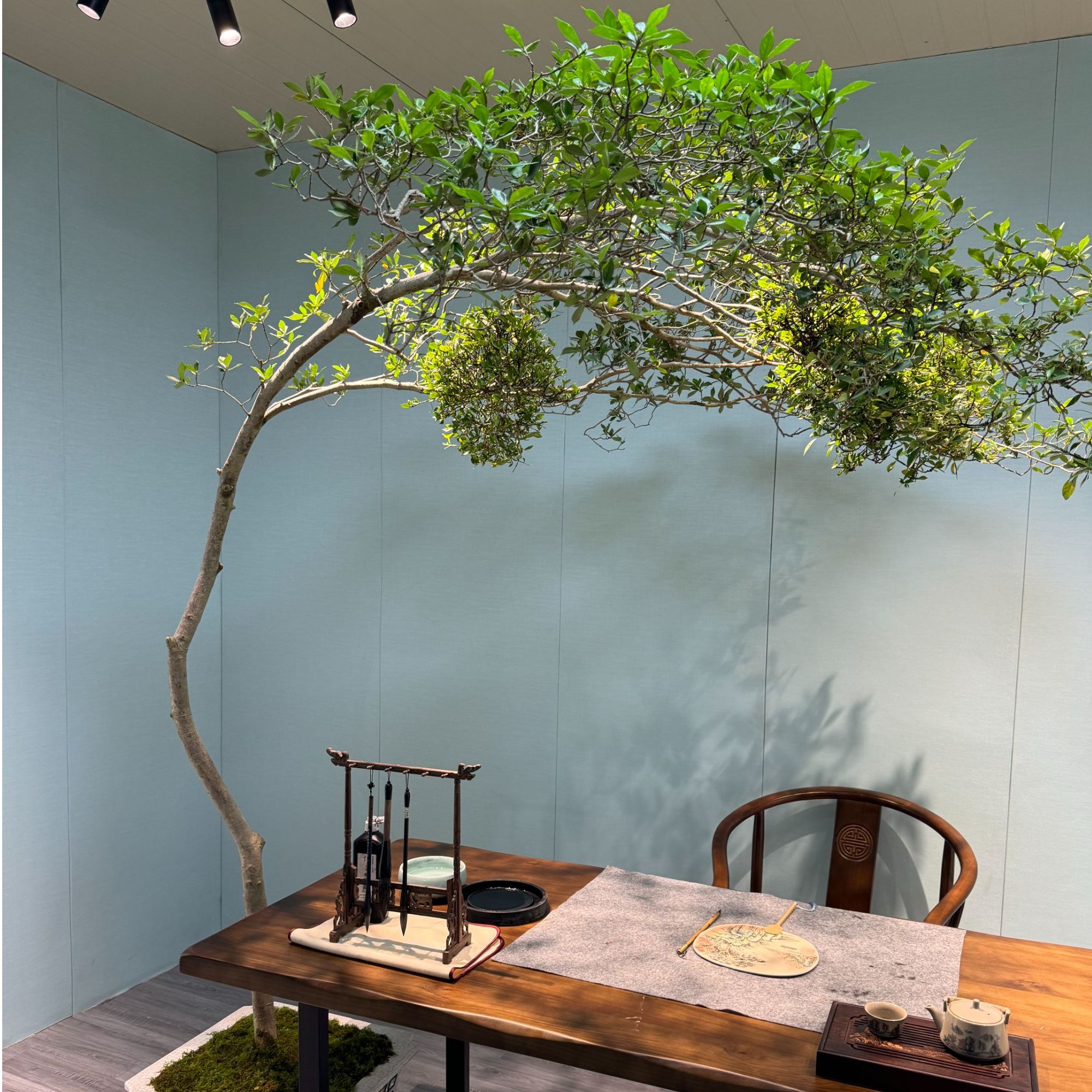 【义嘉盆景】海岛栀子花直播间一物一拍