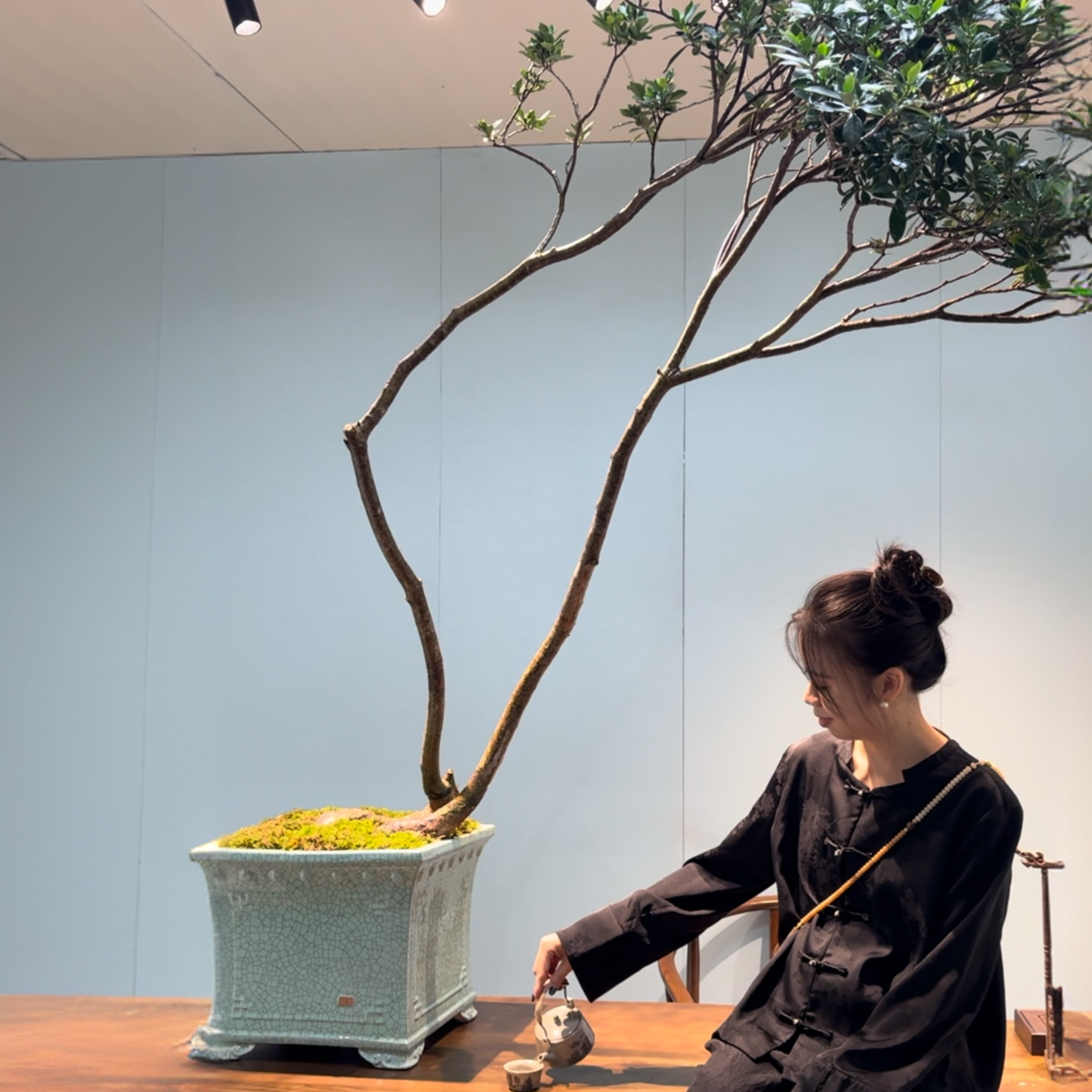 【义嘉盆景】直播专用 一物一拍