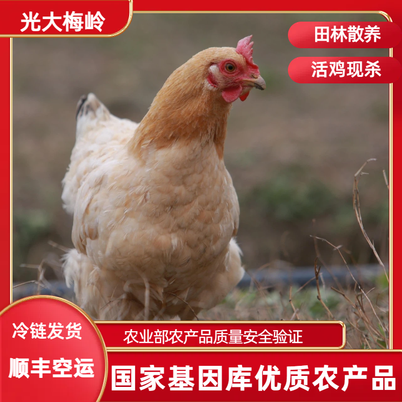 千岛湖正宗品质散养跑山优质土鸡博白老母鸡煲汤肉鸡顺丰包邮
