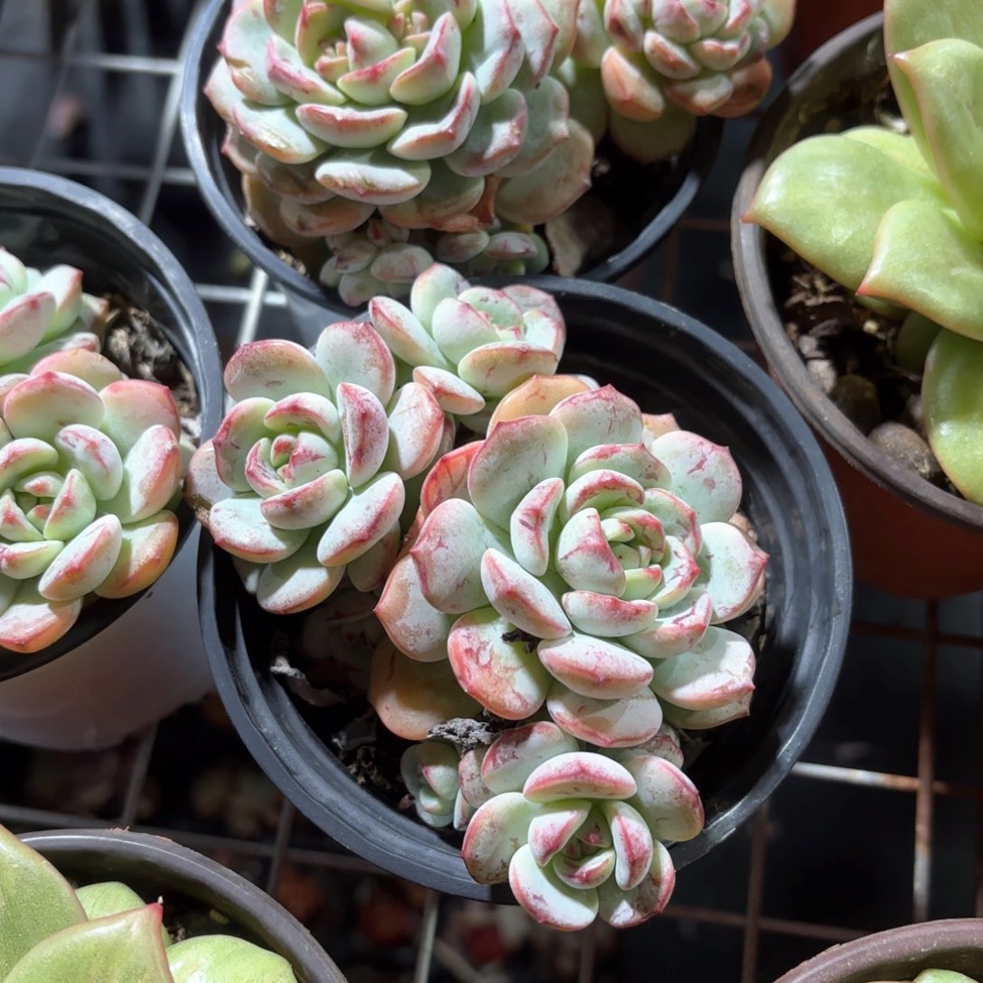 香草多肉整群11㎝盆特价