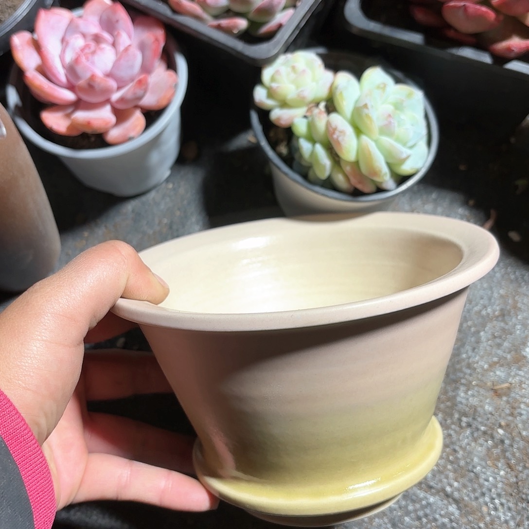 多肉花盆斗笠盆颜色随机1个