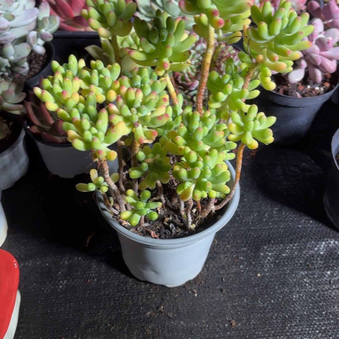 果冻乙女心多肉散群12㎝盆特价