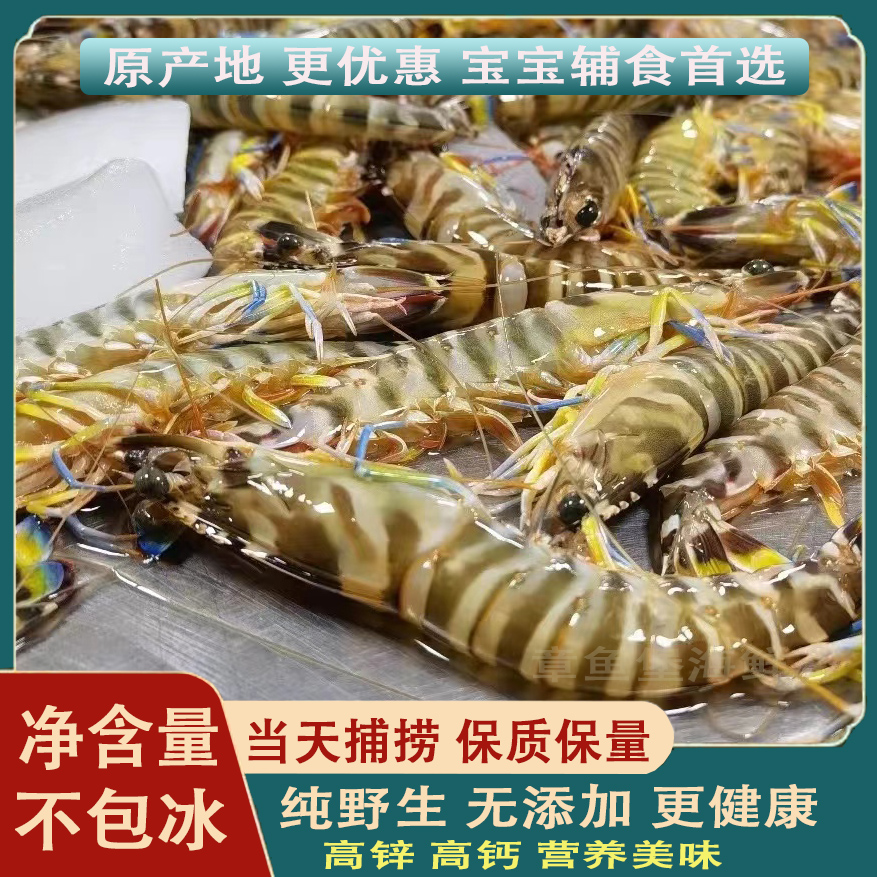 北海野生新鲜九节虾大九节虾尾花虾现捕蓝尾虾斑节虾