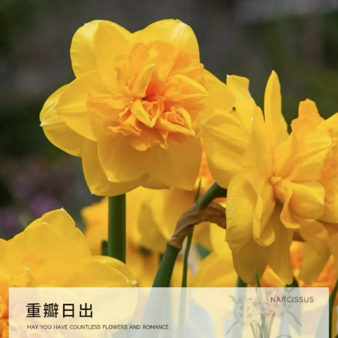 洋水仙  水仙花 盆栽 水培 土培 好养种球