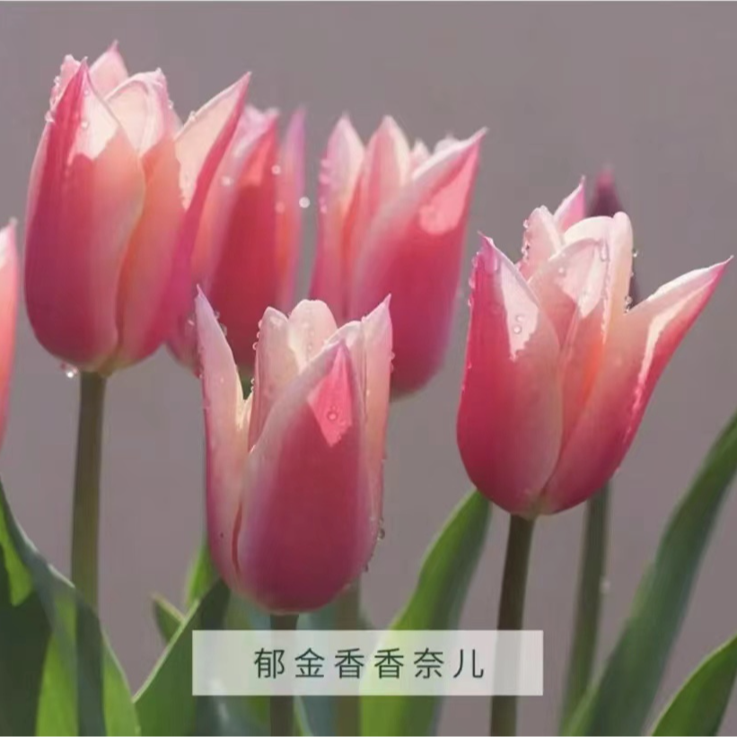 （沃柚园艺）郁金香种球 秋冬季节栽种 耐寒 地栽盆栽