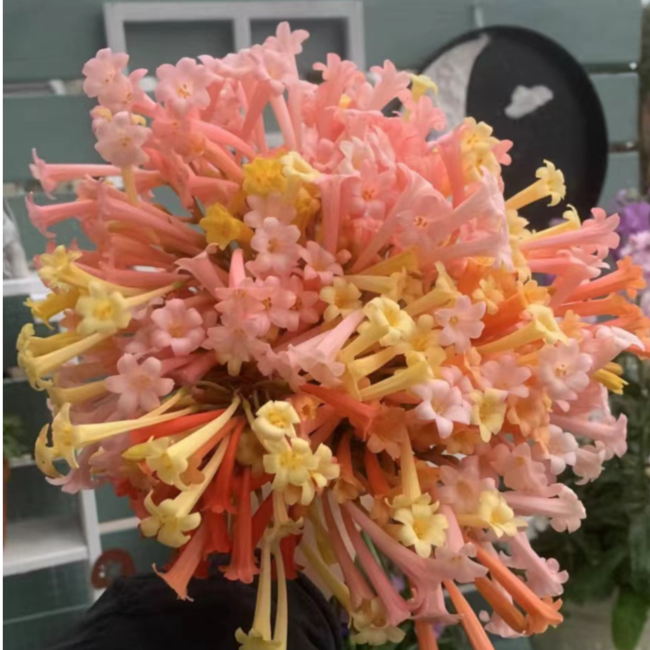 （沃柚园艺）垂筒花种球 耐寒多年生好养活 庭院阳台花香植物